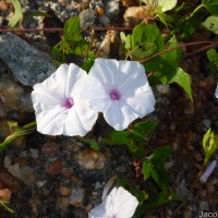 Ipomoea sagittifolia Burm.f.